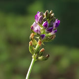 Meet Bakuchiol: A Natural Retinol Alternative