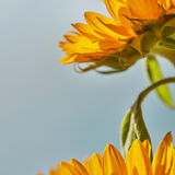 Why Your Skin Needs Sunflower Seed Oil