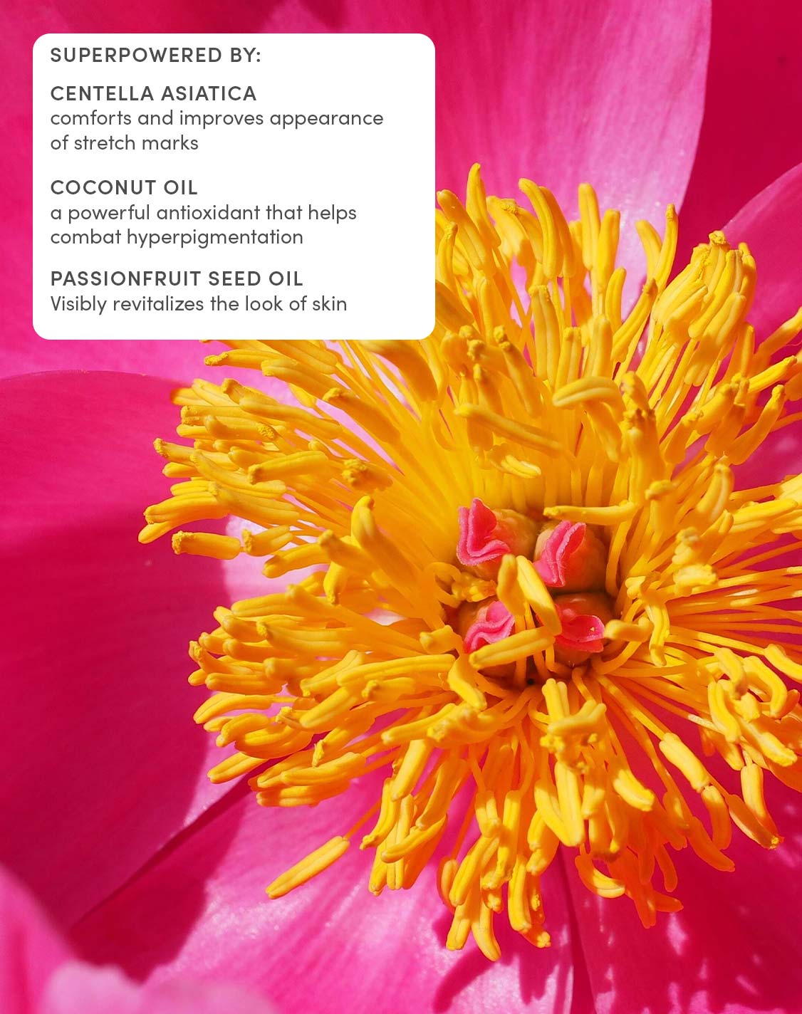 Petit Bouquet Postpartum Belly Serum